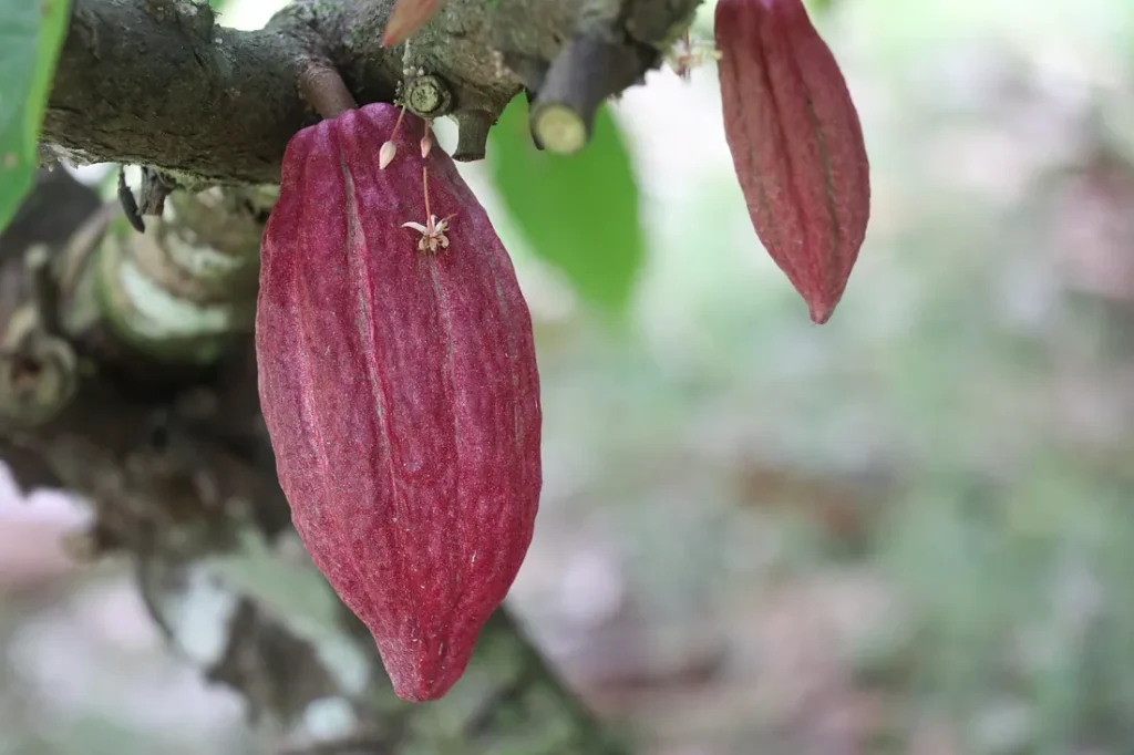 Ccoca pod growing on tree in Papua New Guinea